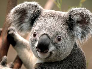 Koala_resized.jpg