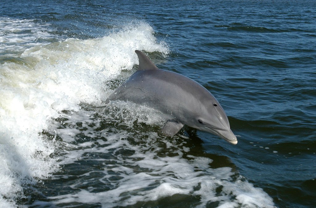 Tursiops_truncatus_01_small.jpg