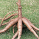 cassava