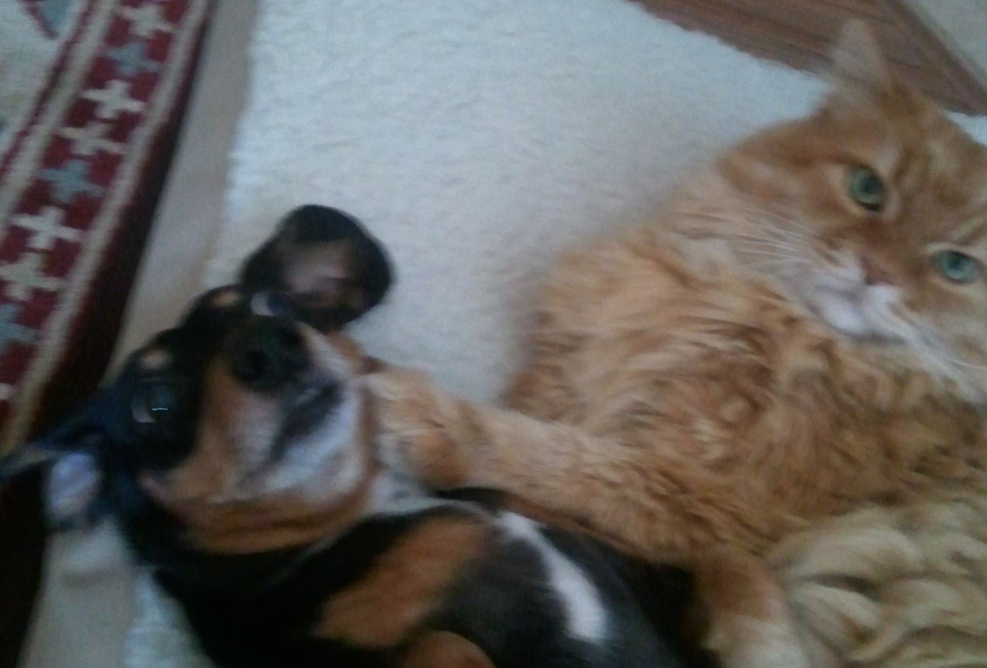 dogs and cats living together.jpg