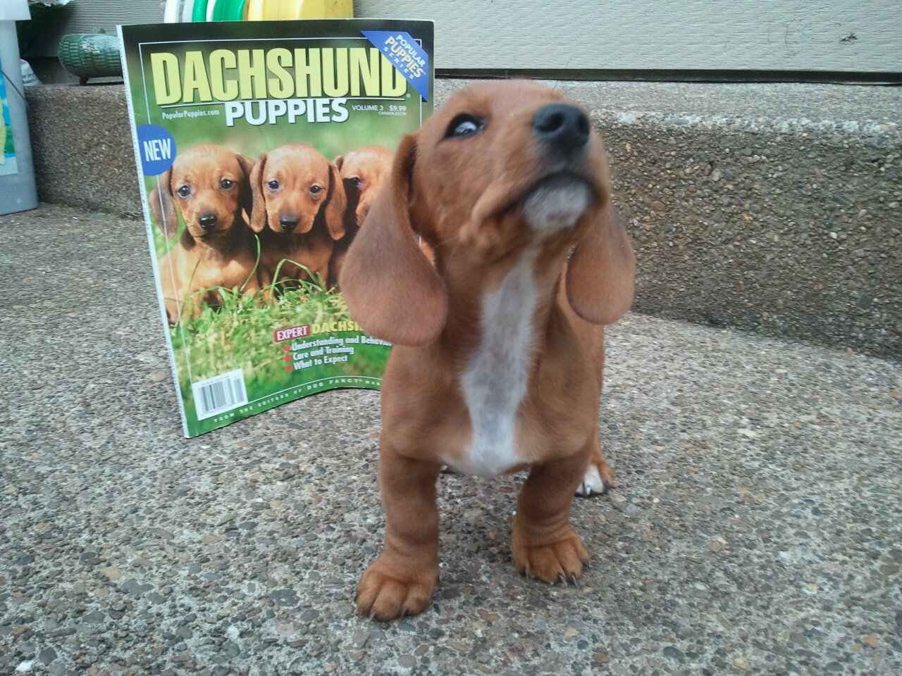 Weiner Dog.jpg
