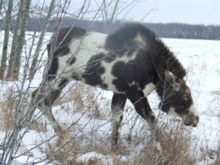 Appaloosa Moose 3.jpeg