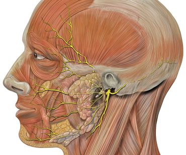 Figure 1. Facial Nerve