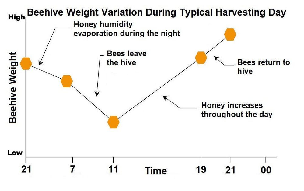 Figure 2: Beehive circadian rhythm