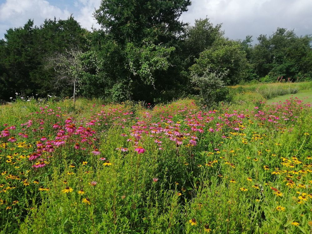 Wildflower Center