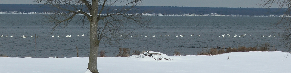 Swans Christmas Eve 2012 smaller.png